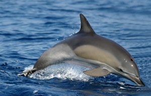 Grand Dauphin :: Espèces de Dauphins in Gran Canaria